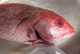 2013-10-20-red-snapper