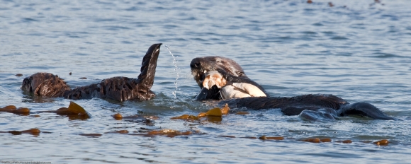 Sea Otter Mother with Pup Sharing Pismo Clam Dinner Morro Bay CA 14 Dec 2009