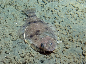 2013-10-30-pacific-dover-sole