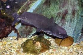 2013-11-20-channel-catfish