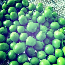 2013-11-21-peas-1