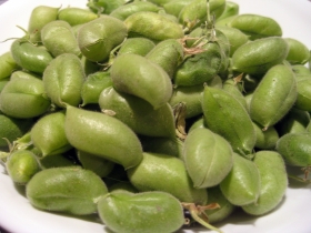 2013-11-6-fresh-chickpeas