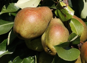 2013-12-26-kieffer-pears