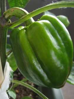 2013-12-3-green-pepper