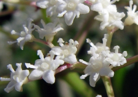 2013-12-4-elderberry-blossoms