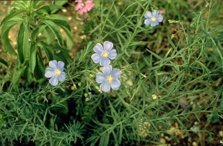 2013-5-21-flax