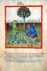 2013-5-23-harvesting-garlic
