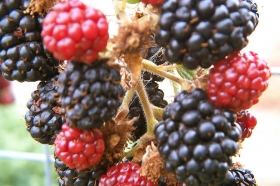 2013-9-28-boysenberries
