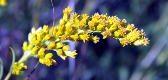 2014-1-23-goldenrod