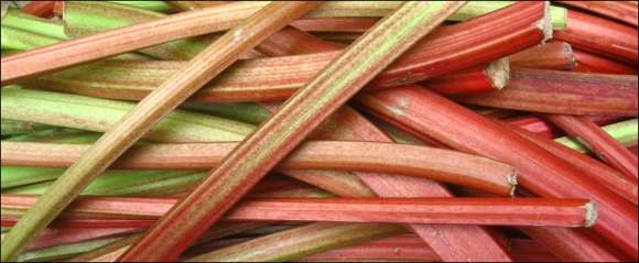 2014-11-10-rhubarb-flickr