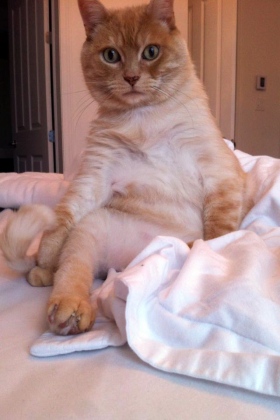 2014-3-22-simba