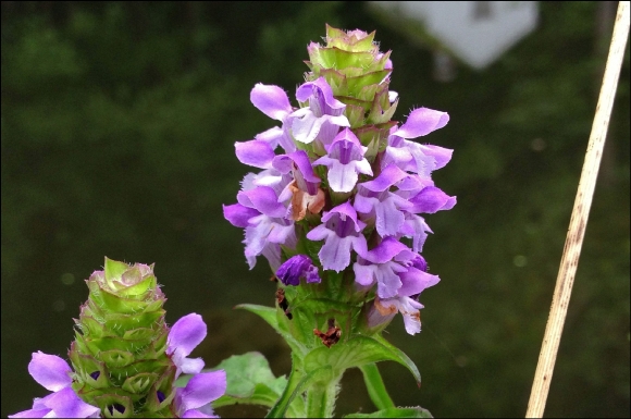 2014-3-29-prunella-vulgaris