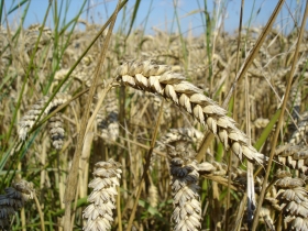 2014-5-19-wheat