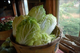 2014-6-29-napa-cabbage