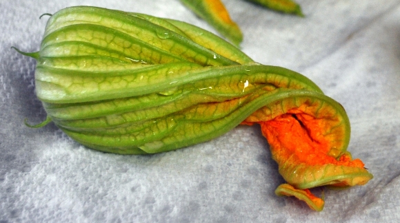 zucchiniblossoms-solo